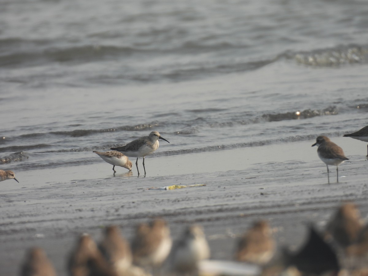 Curlew Sandpiper - ML645800378
