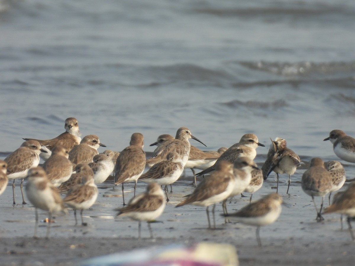 Curlew Sandpiper - ML645800379