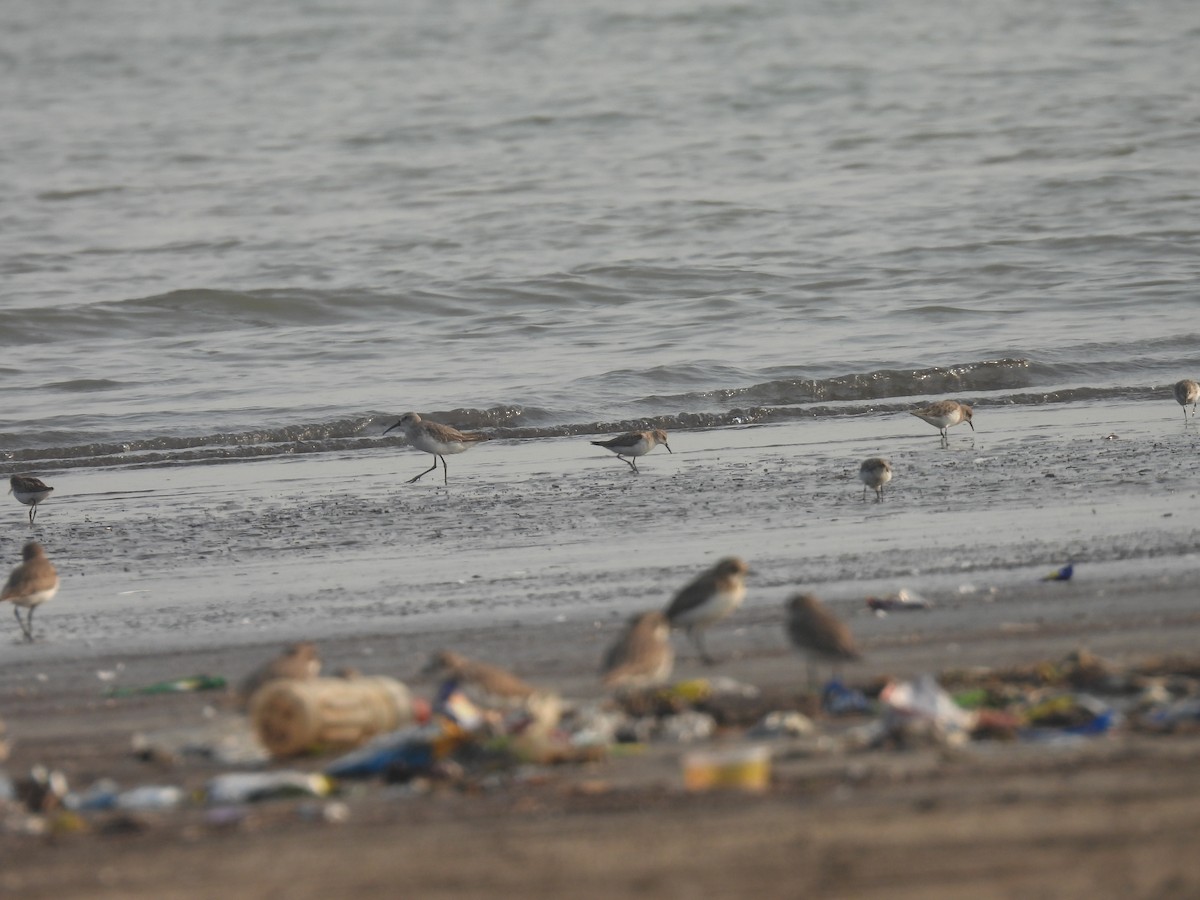 Curlew Sandpiper - ML645800380
