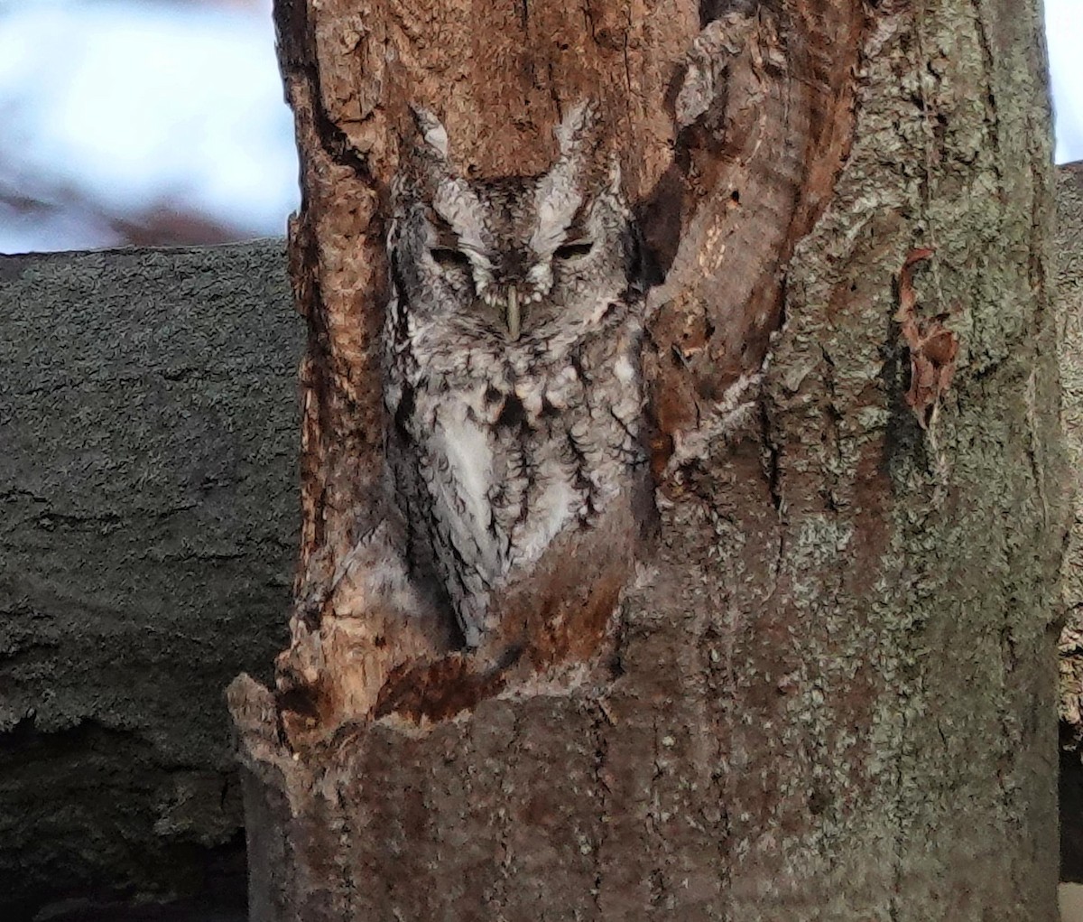 Eastern Screech-Owl - ML645800396