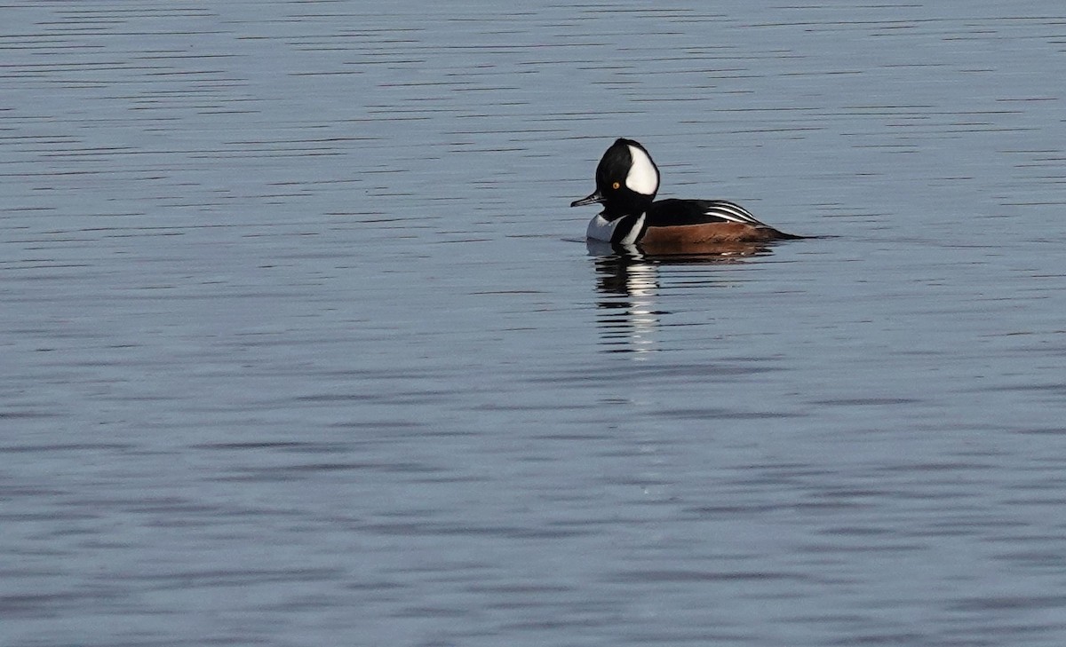 Hooded Merganser - ML645800405