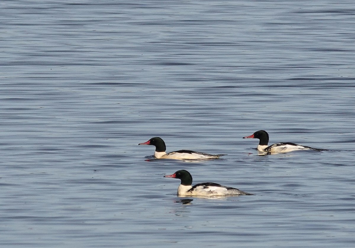 Common Merganser - ML645800408