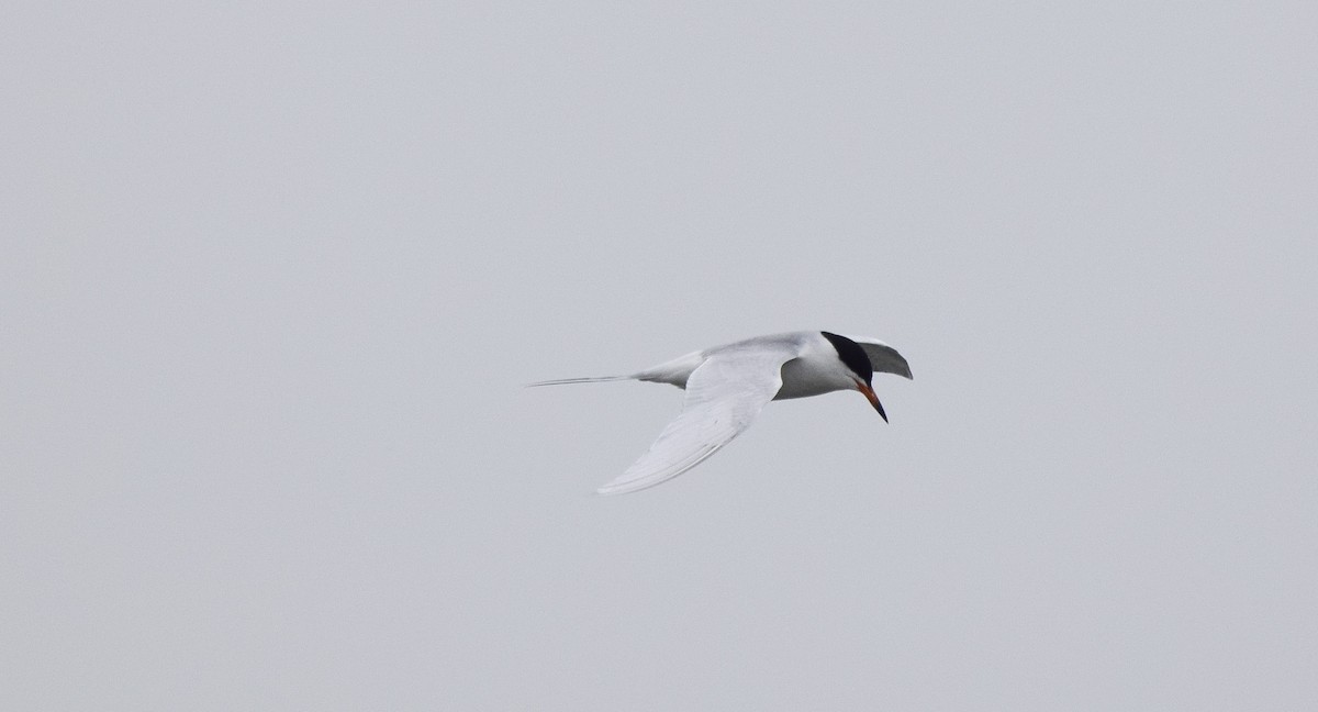 Forster's Tern - ML645800415
