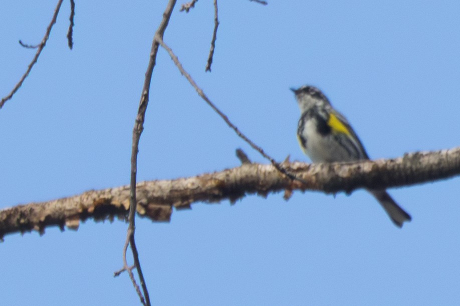 Yellow-rumped Warbler - ML645800417