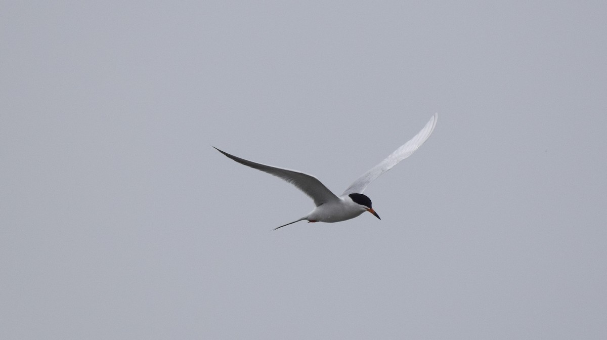 Forster's Tern - ML645800418