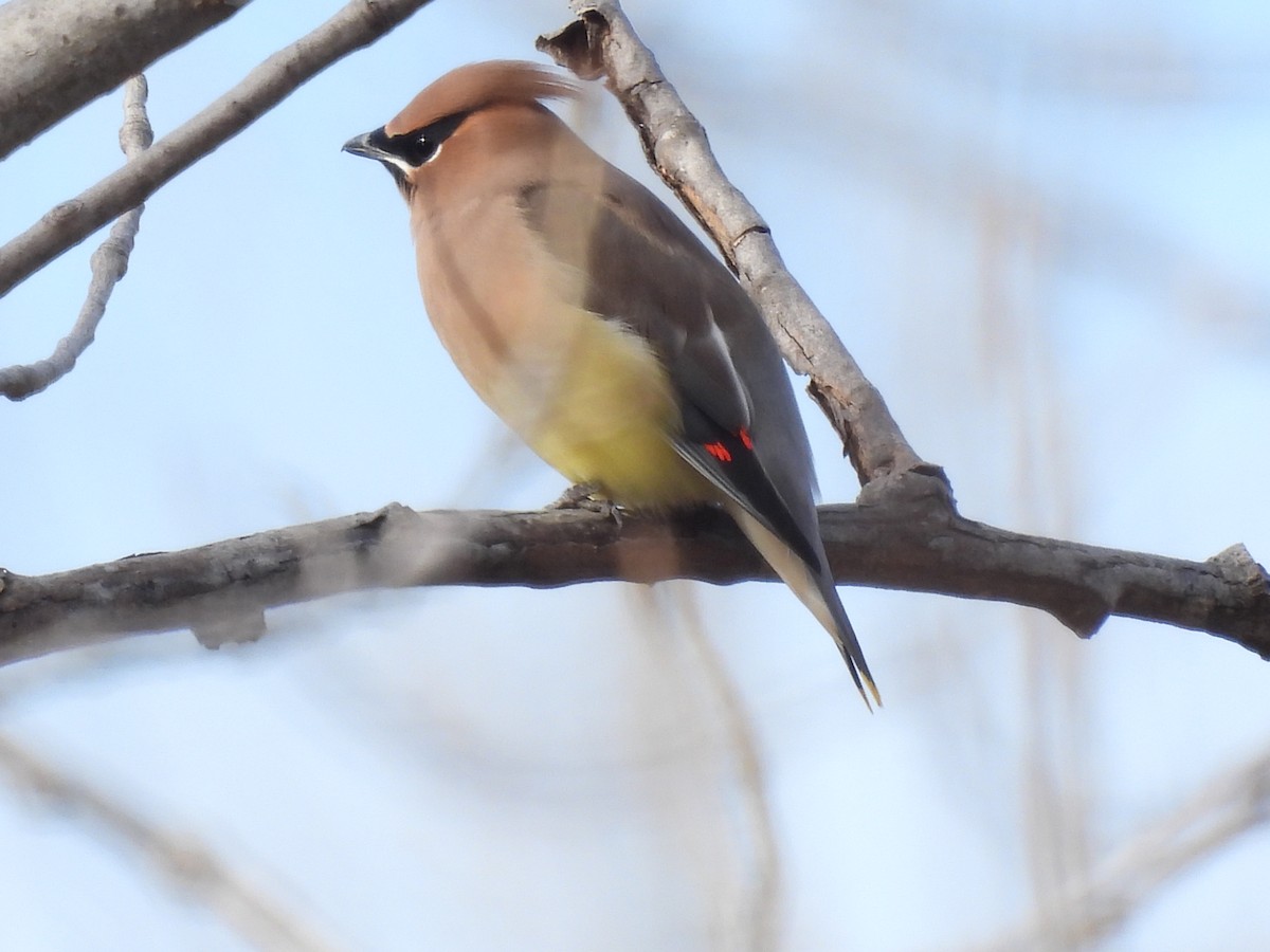 brkoslav americký - ML645800423