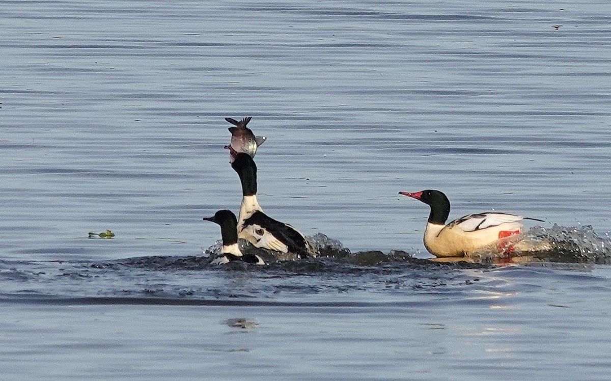 Common Merganser - ML645800424