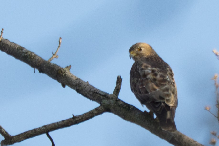 Канюк ширококрилий - ML645800428