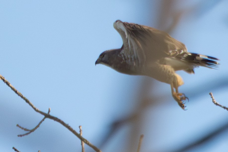 Broad-winged Hawk - ML645800429