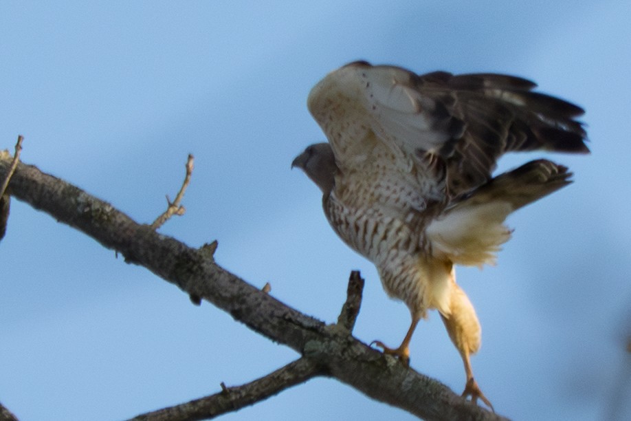 Broad-winged Hawk - ML645800430