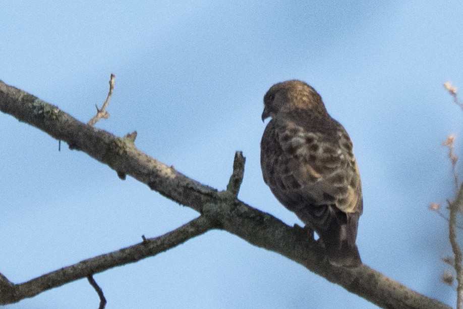 Канюк ширококрилий - ML645800431