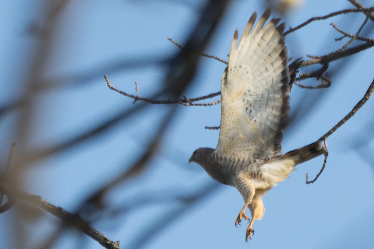 Канюк ширококрилий - ML645800432