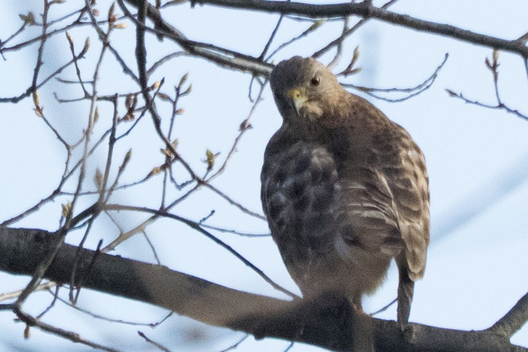 Канюк ширококрилий - ML645800433