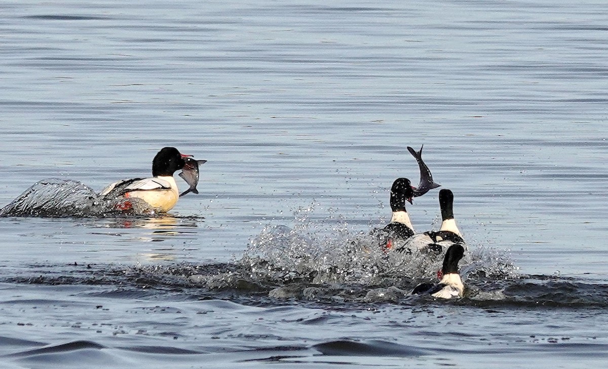 Common Merganser - ML645800436