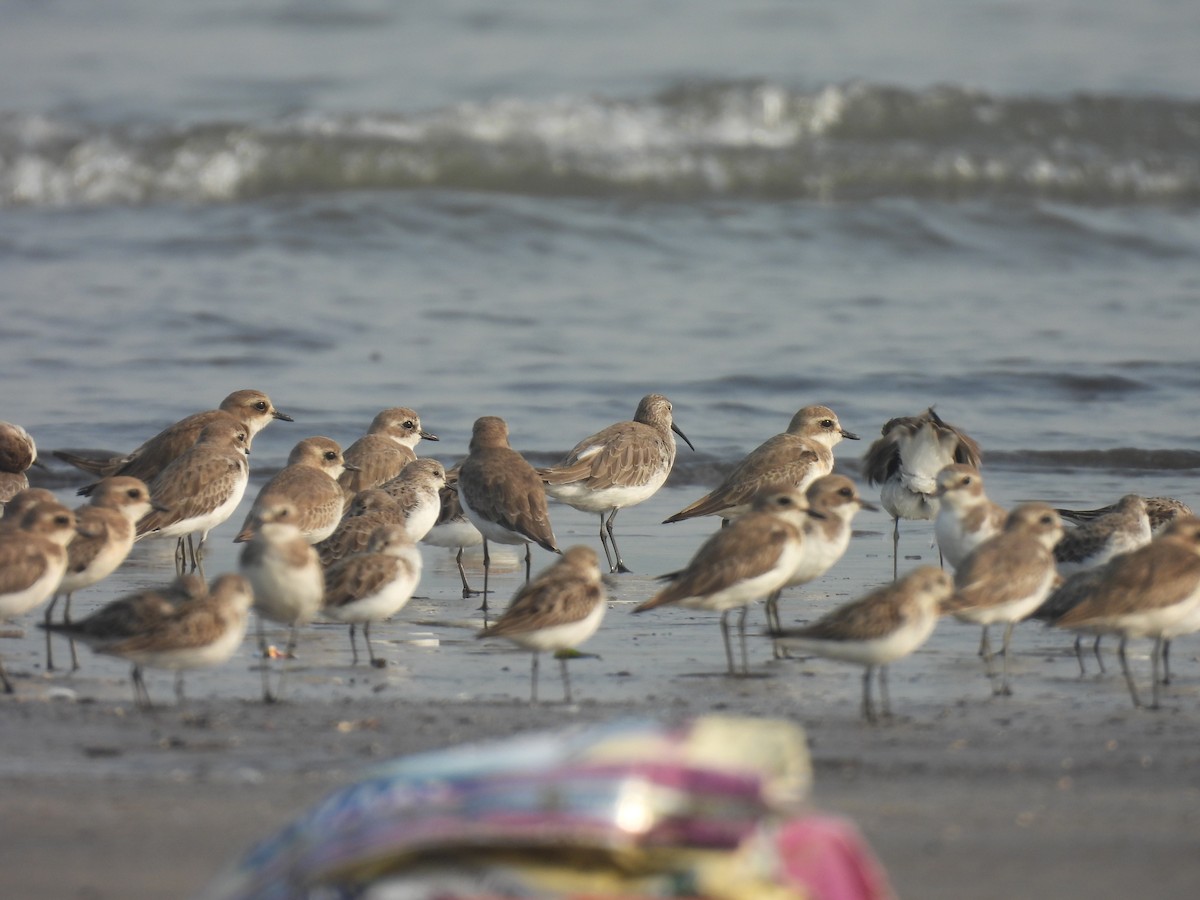 Tibet Cılıbıtı - ML645800440