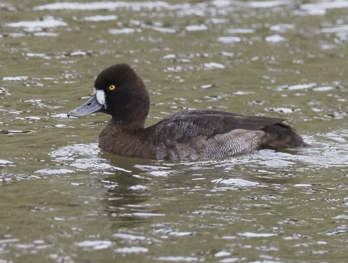 Lesser Scaup - ML645800447