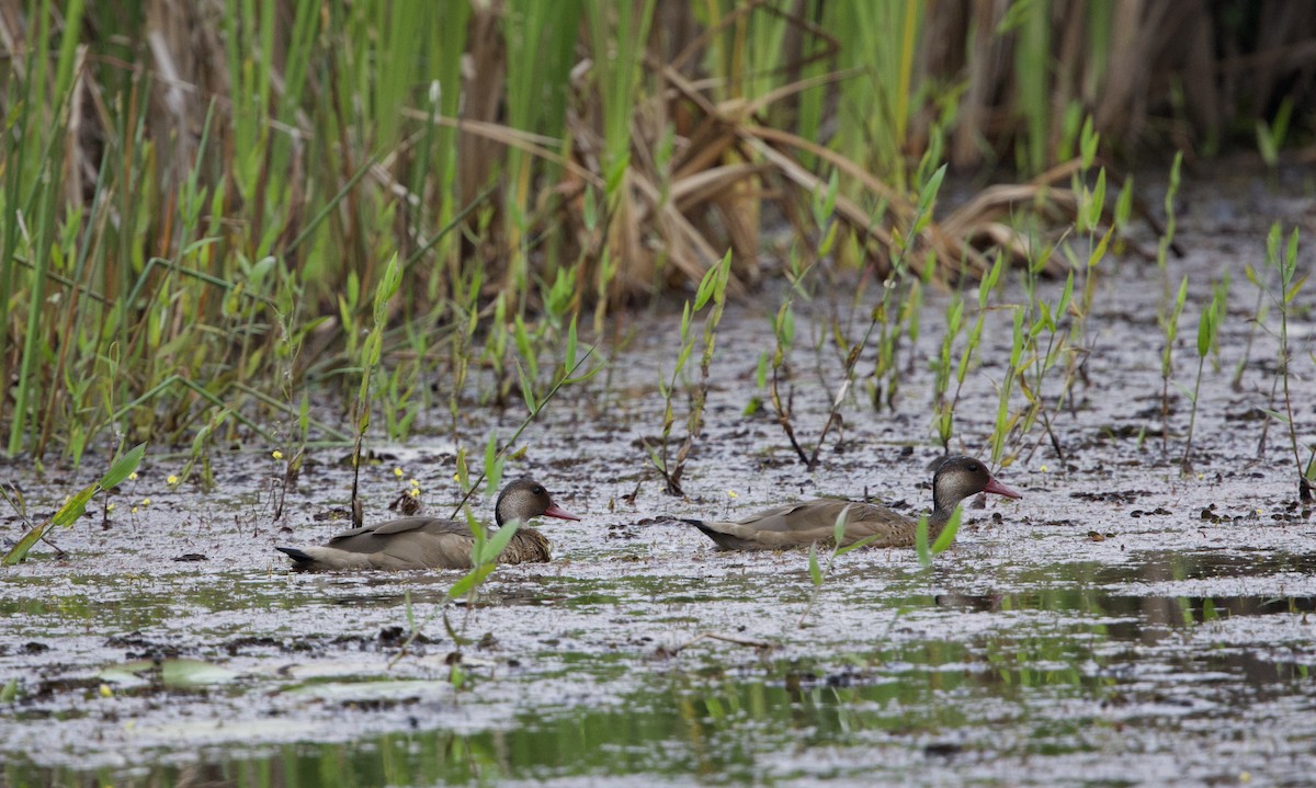 Brazilian Teal - ML645800458