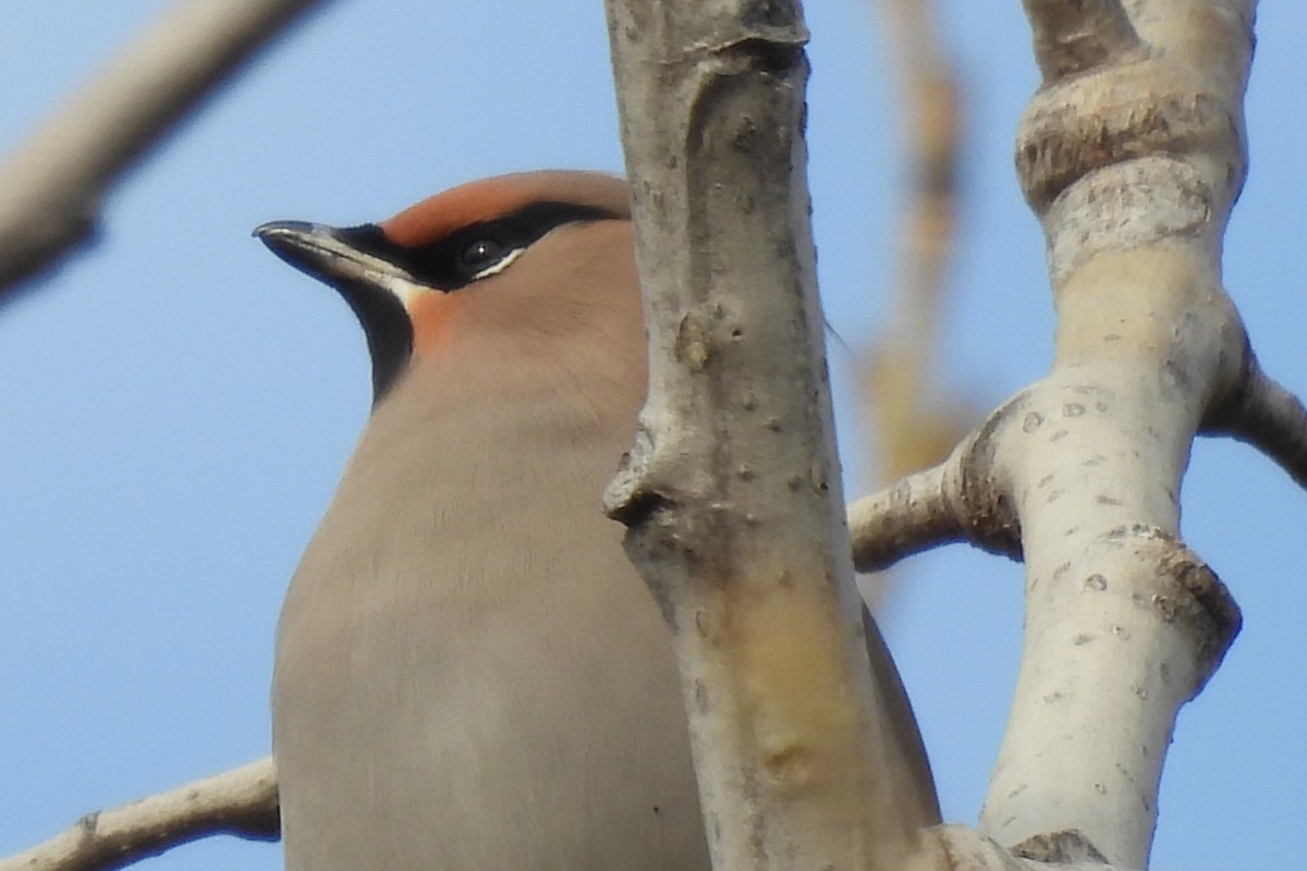 brkoslav severní - ML645800459
