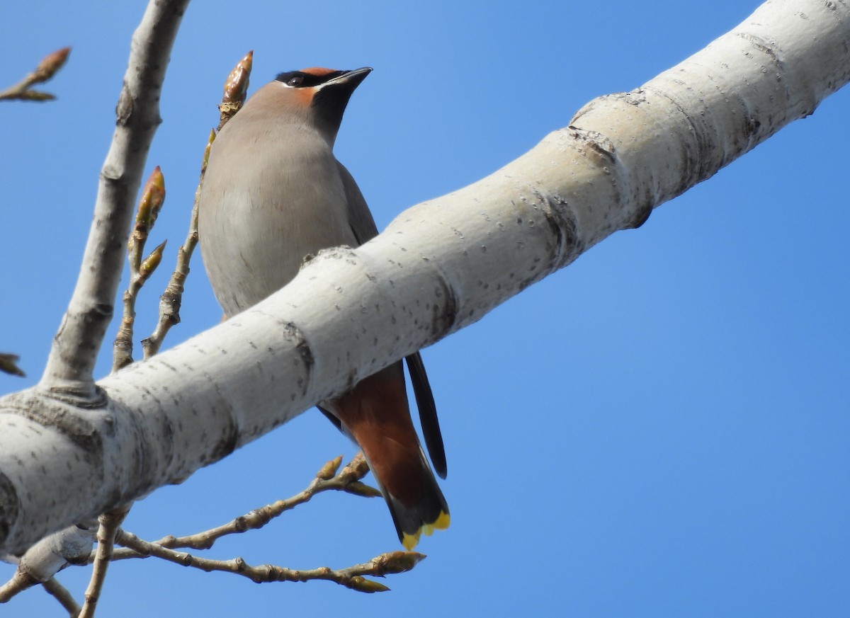 brkoslav severní - ML645800461