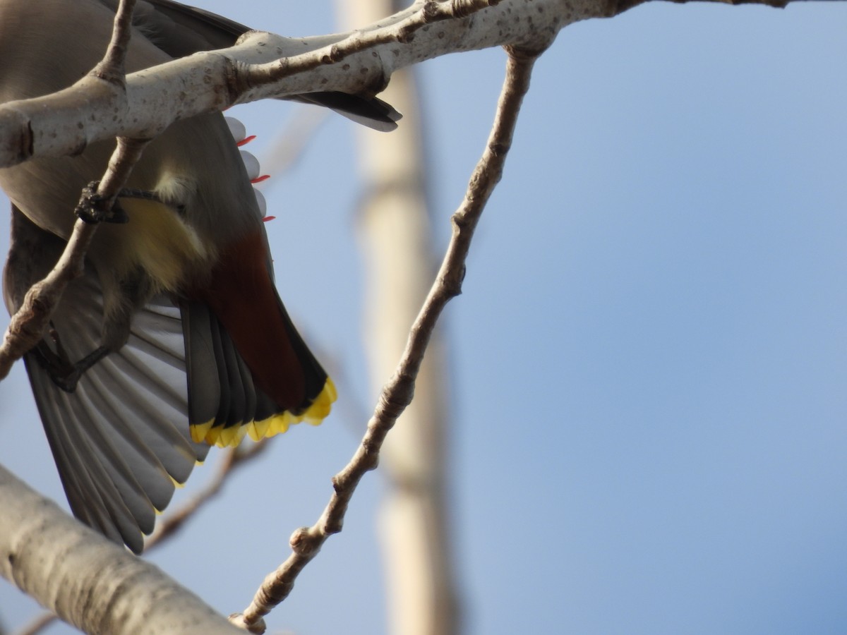 brkoslav severní - ML645800462