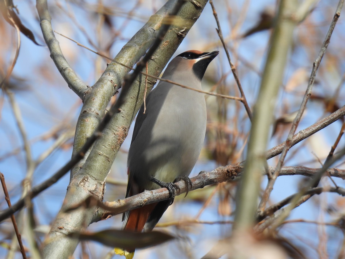 brkoslav severní - ML645800465