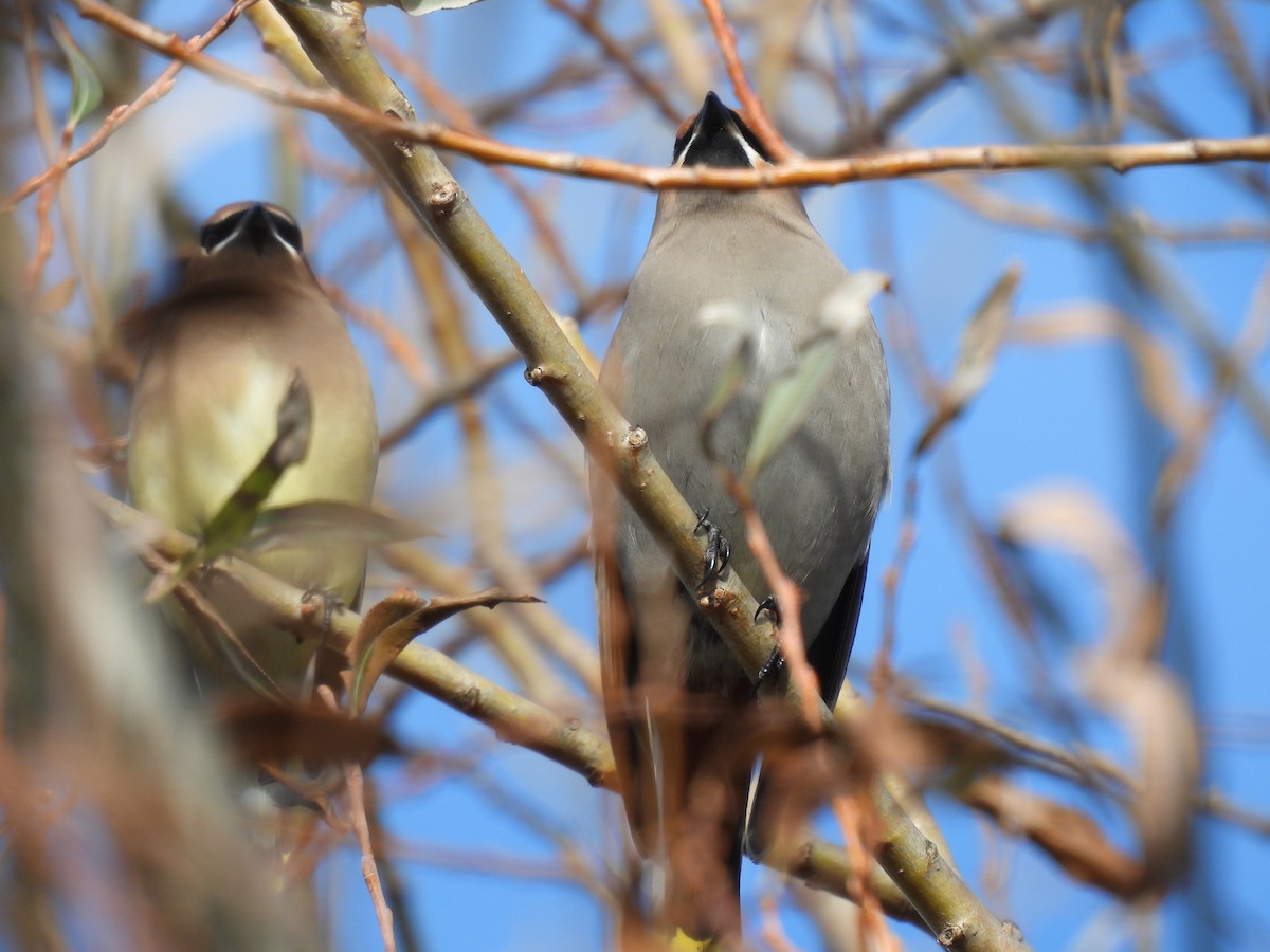 brkoslav severní - ML645800466