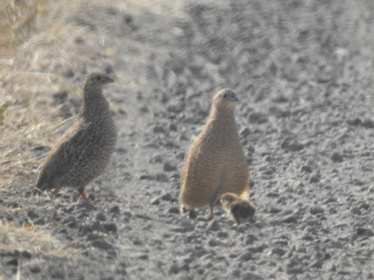 Brown Quail - ML645800467