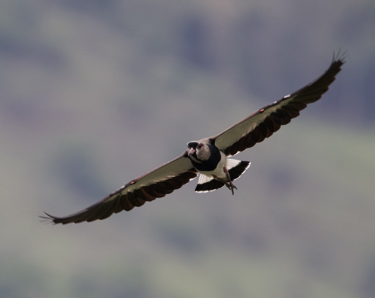 Bronzekiebitz - ML645800471