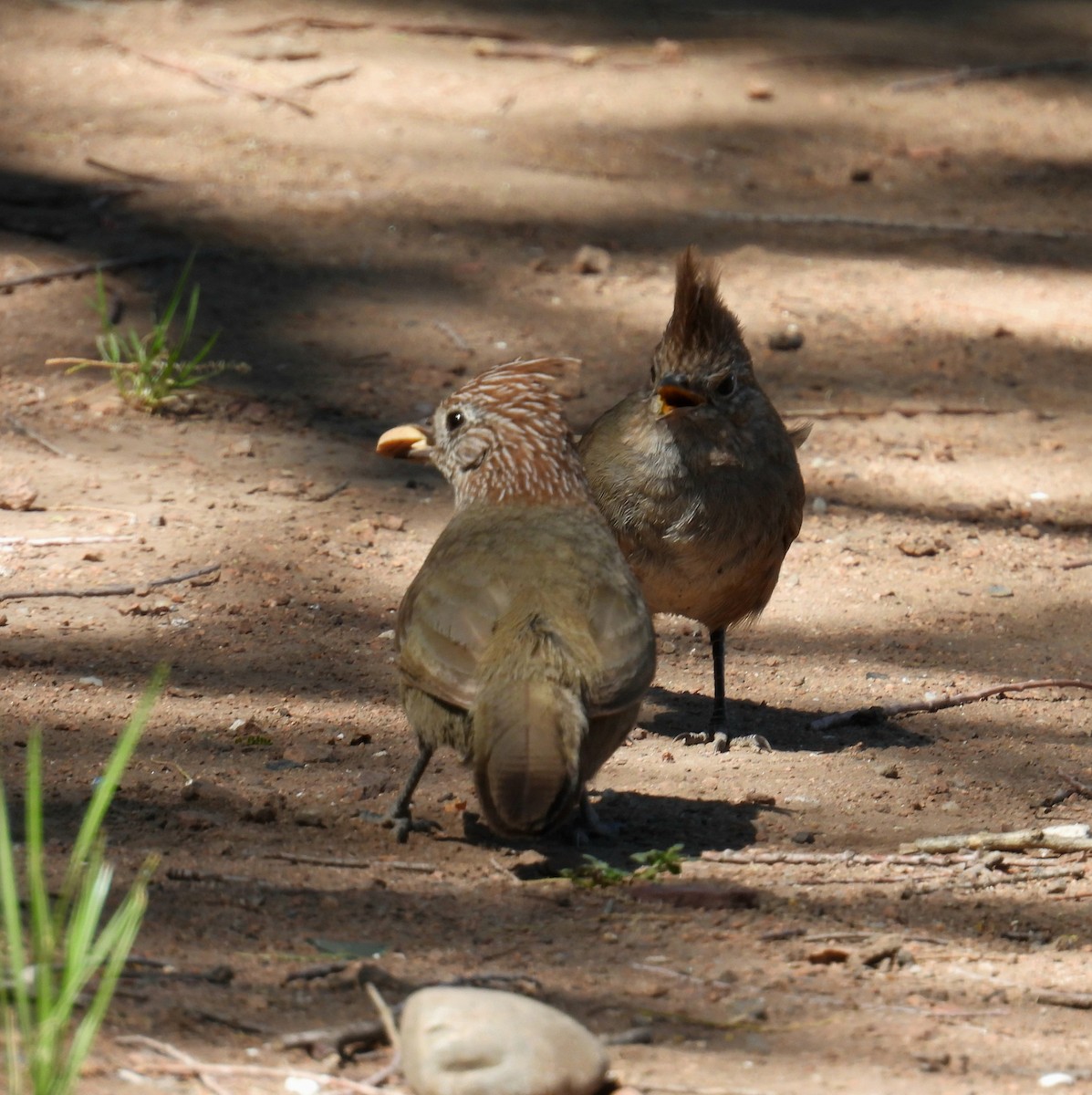 Crested Gallito - ML645800472