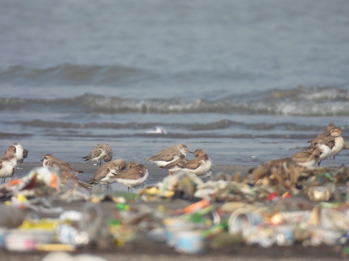 ביצנית אפורה - ML645800511