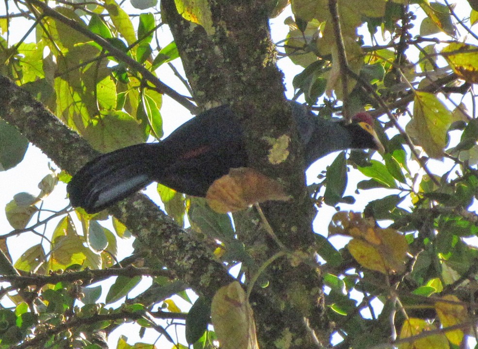 Турако червоночубий - ML645800515