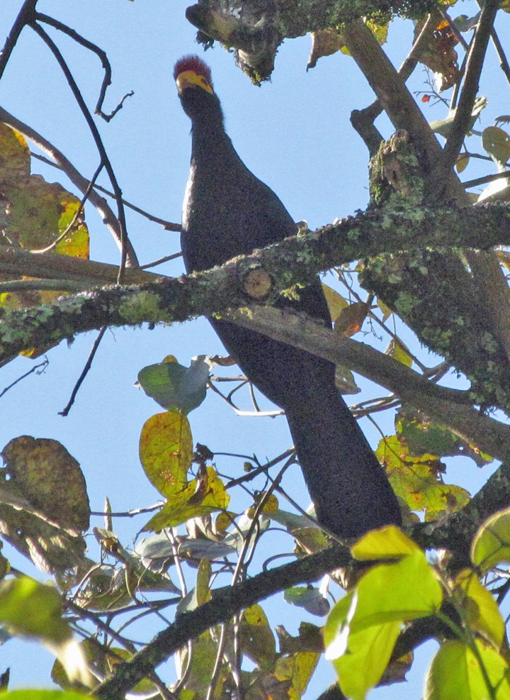 Турако червоночубий - ML645800516