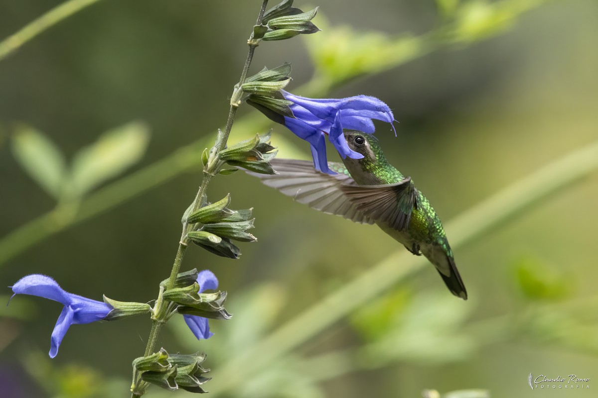 Glittering-bellied Emerald - ML645800528