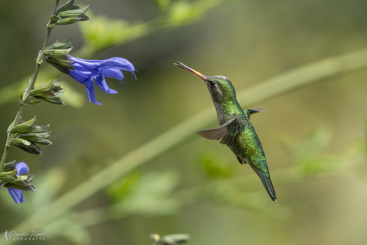 Glittering-bellied Emerald - ML645800529