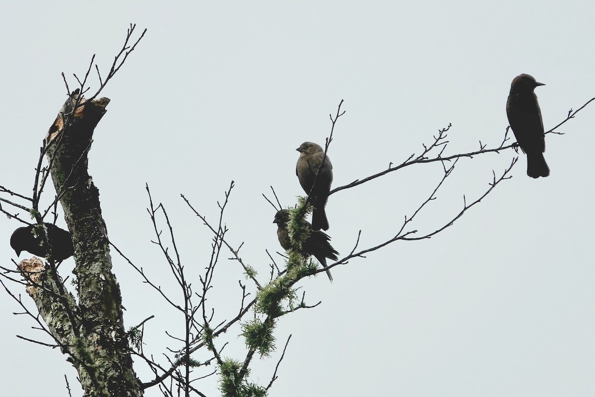 Braunkopf-Kuhstärling - ML645800530