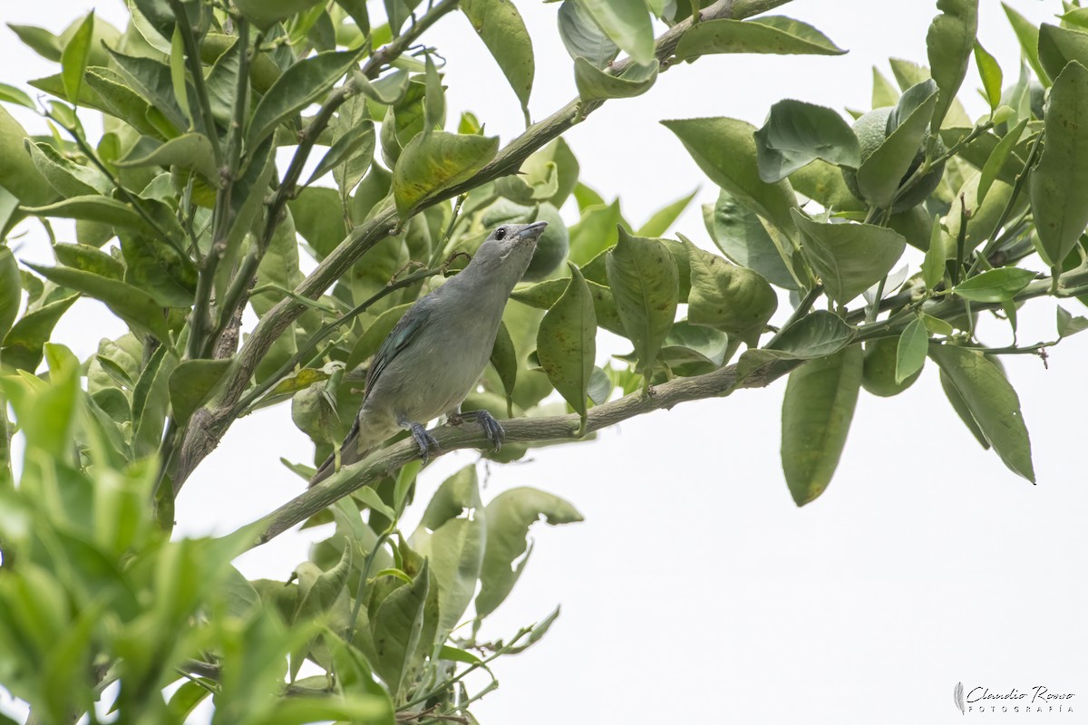 Sayaca Tanager - ML645800535