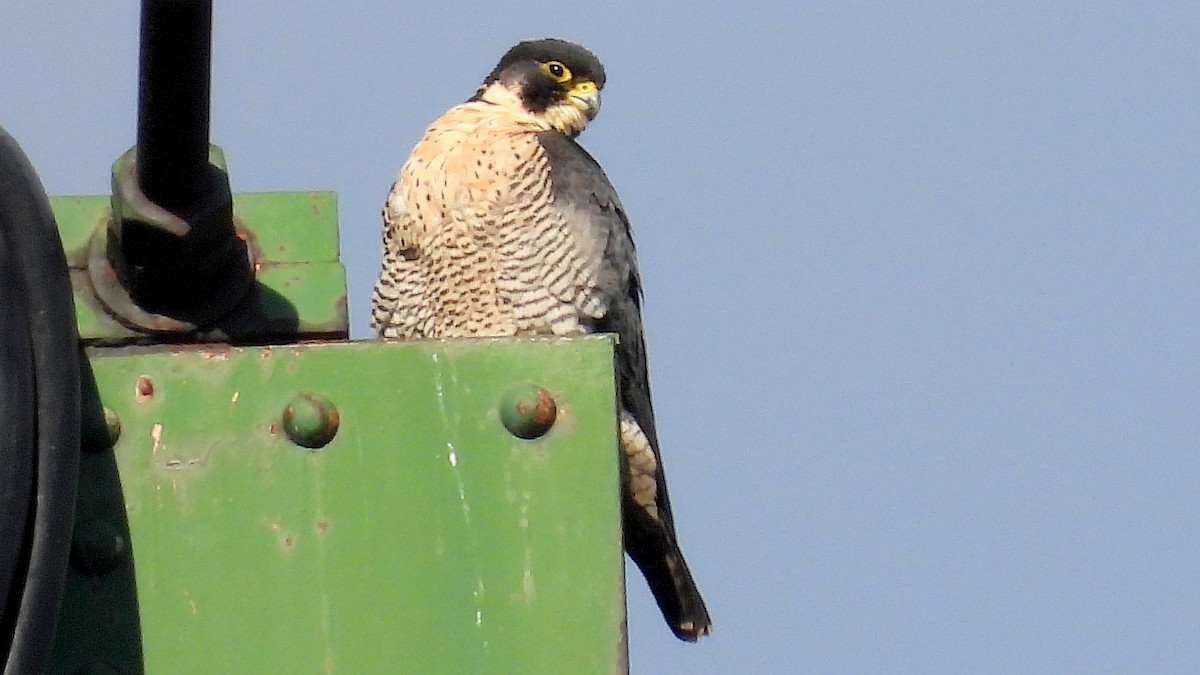 Peregrine Falcon - ML645800539