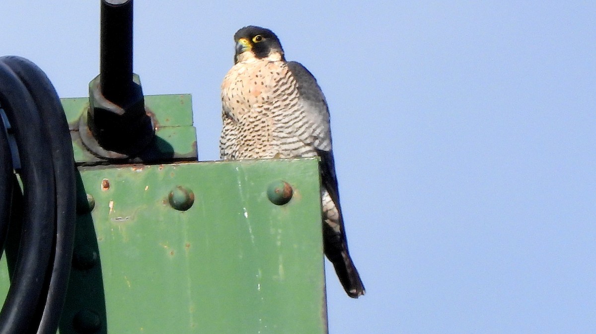Peregrine Falcon - ML645800540