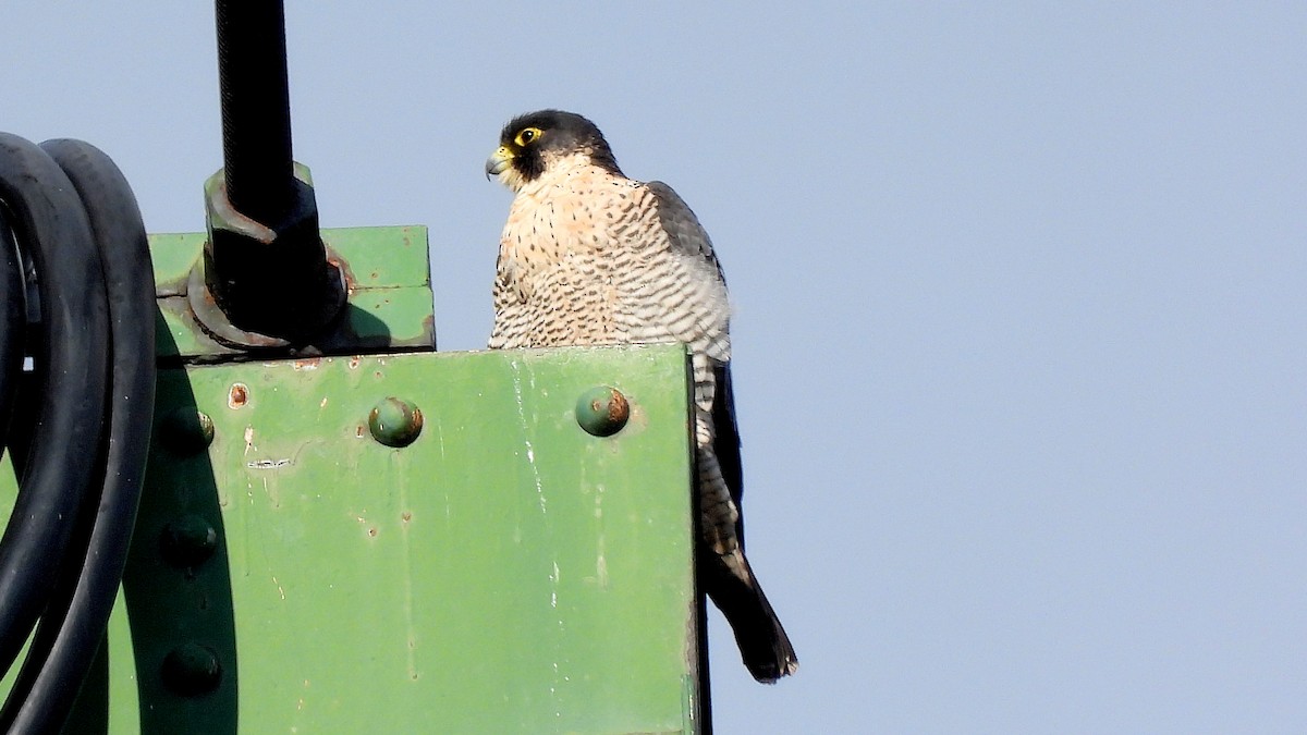 Peregrine Falcon - ML645800542