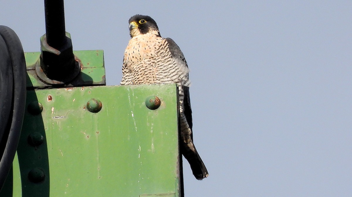 Peregrine Falcon - ML645800543