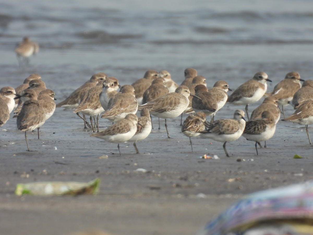Dunlin - ML645800546