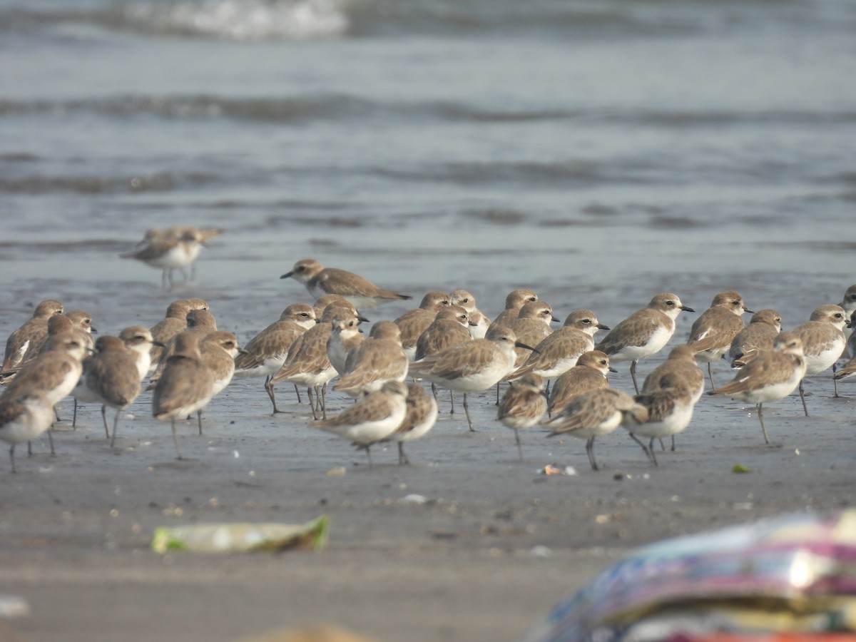 Dunlin - ML645800547