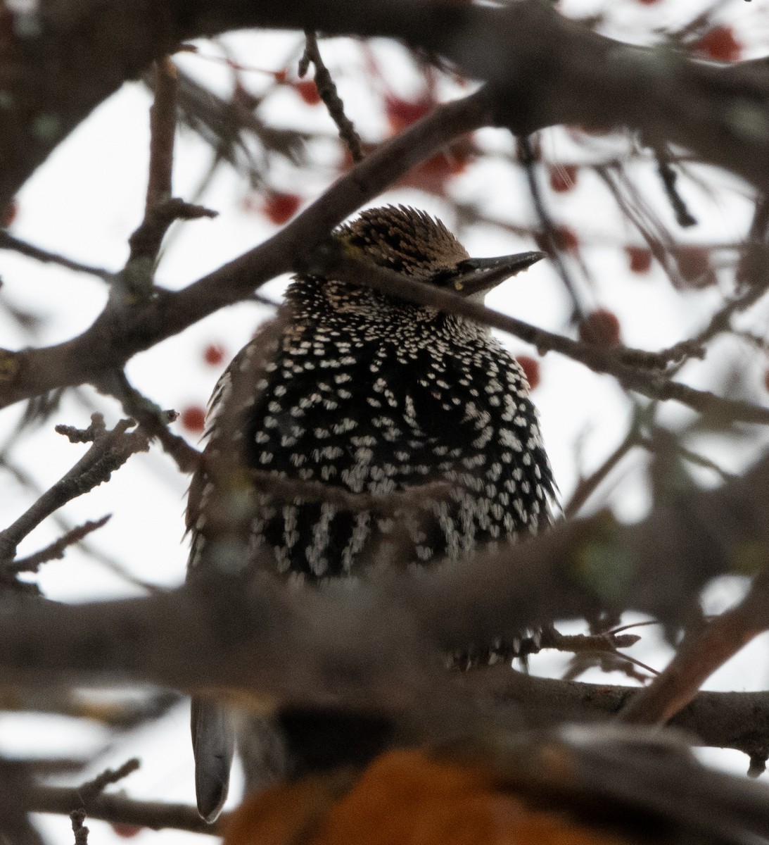 European Starling - ML645800566