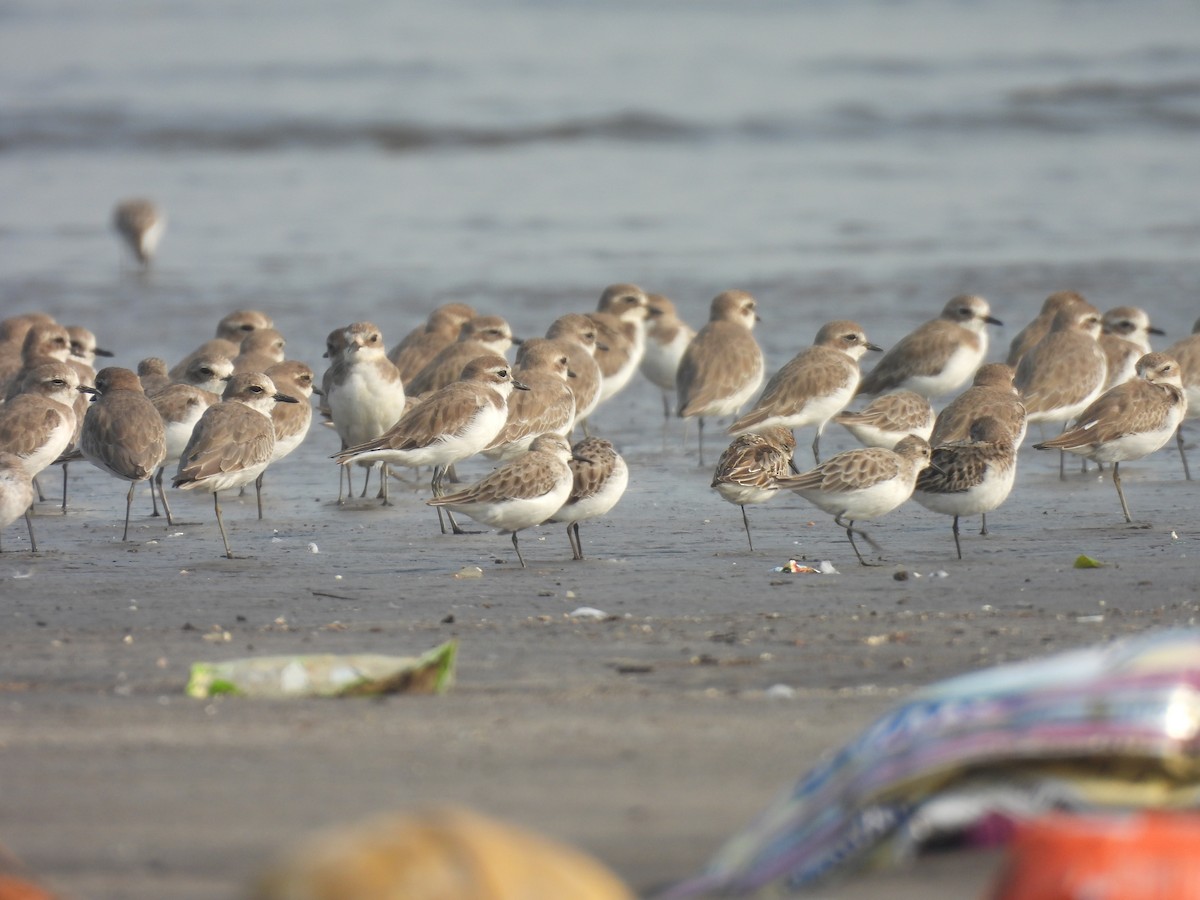 Little Stint - ML645800571