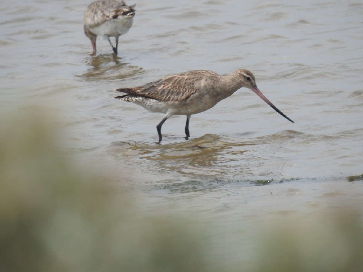 Bar-tailed Godwit - ML645800574
