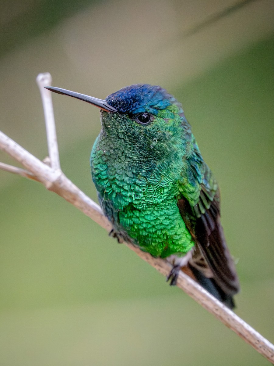 kolibřík indigovohlavý - ML645800575