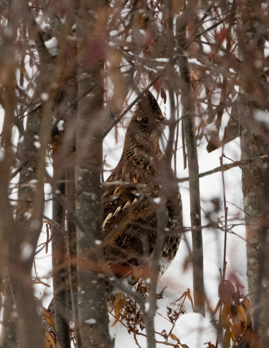 jeřábek kanadský - ML645800576