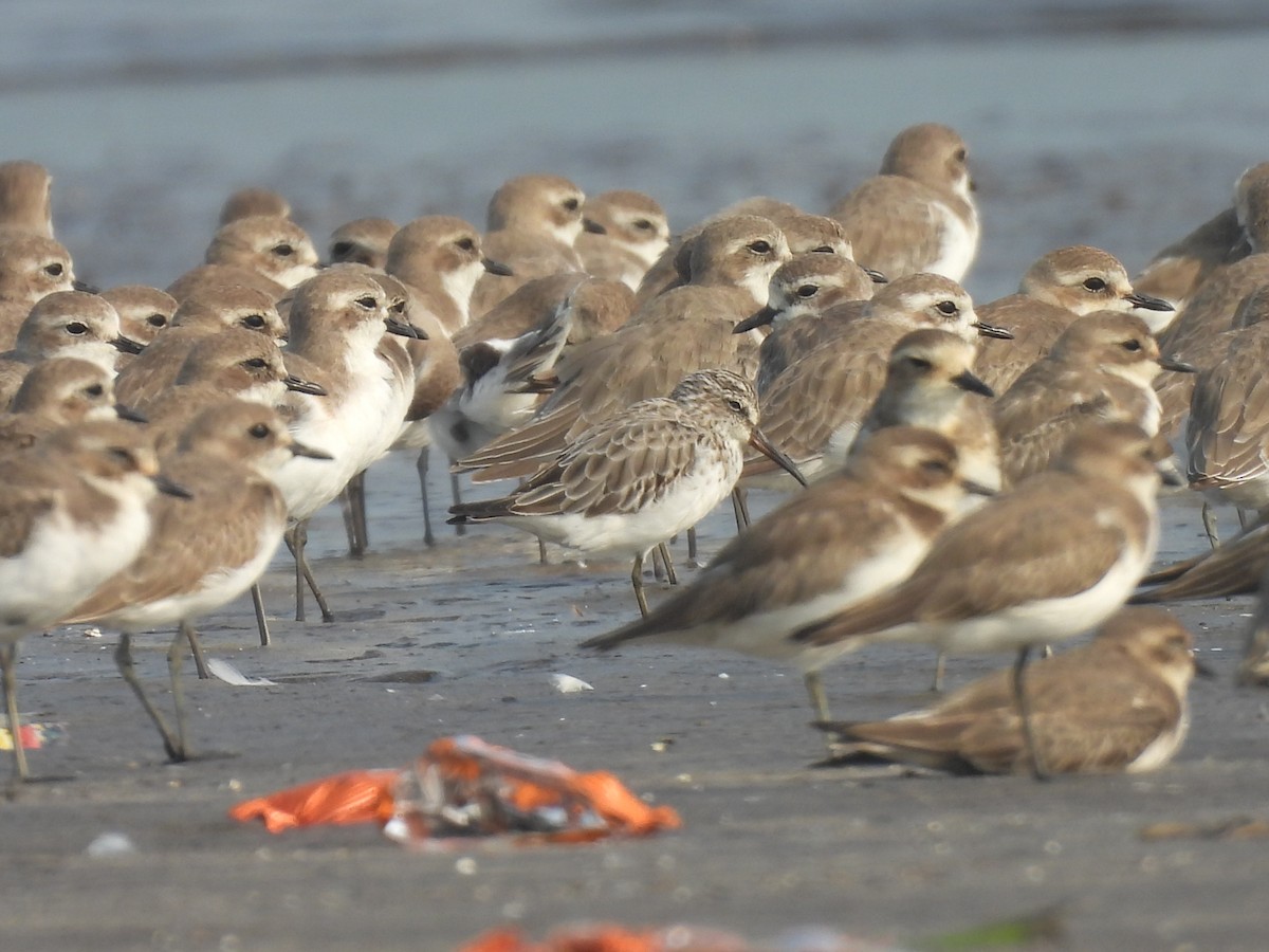 Broad-billed Sandpiper - ML645800594