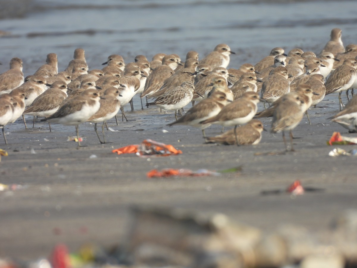 Broad-billed Sandpiper - ML645800595
