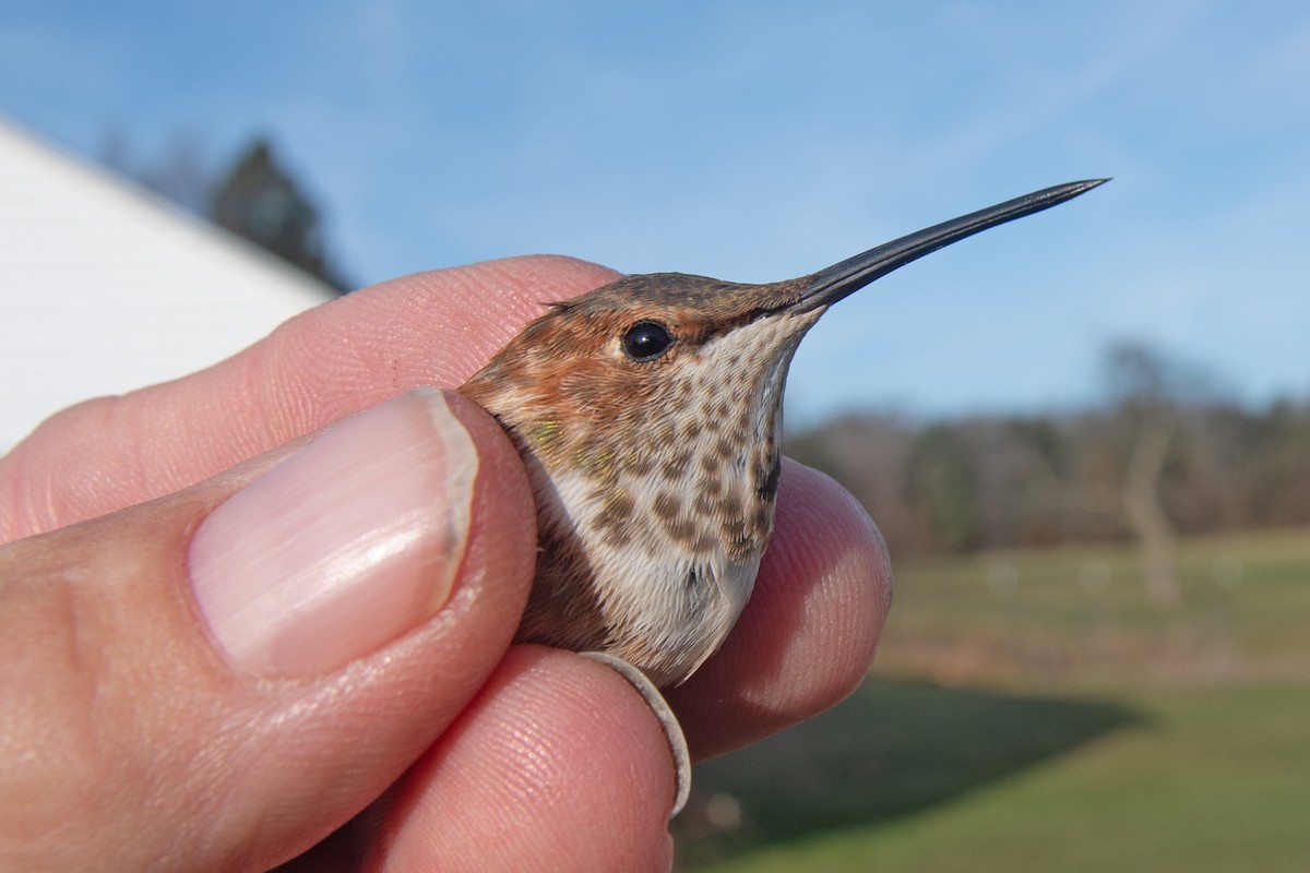 Rufous Hummingbird - ML645800608